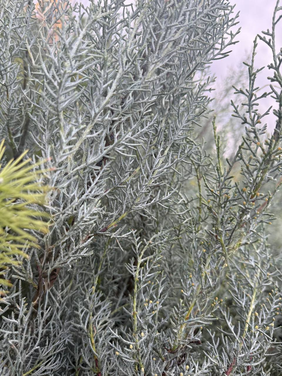 Arizonica - imagine 5