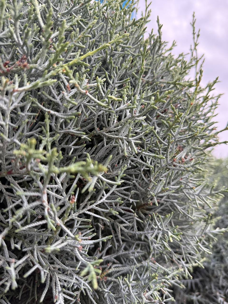 Arizonica glob pe picior - imagine 3