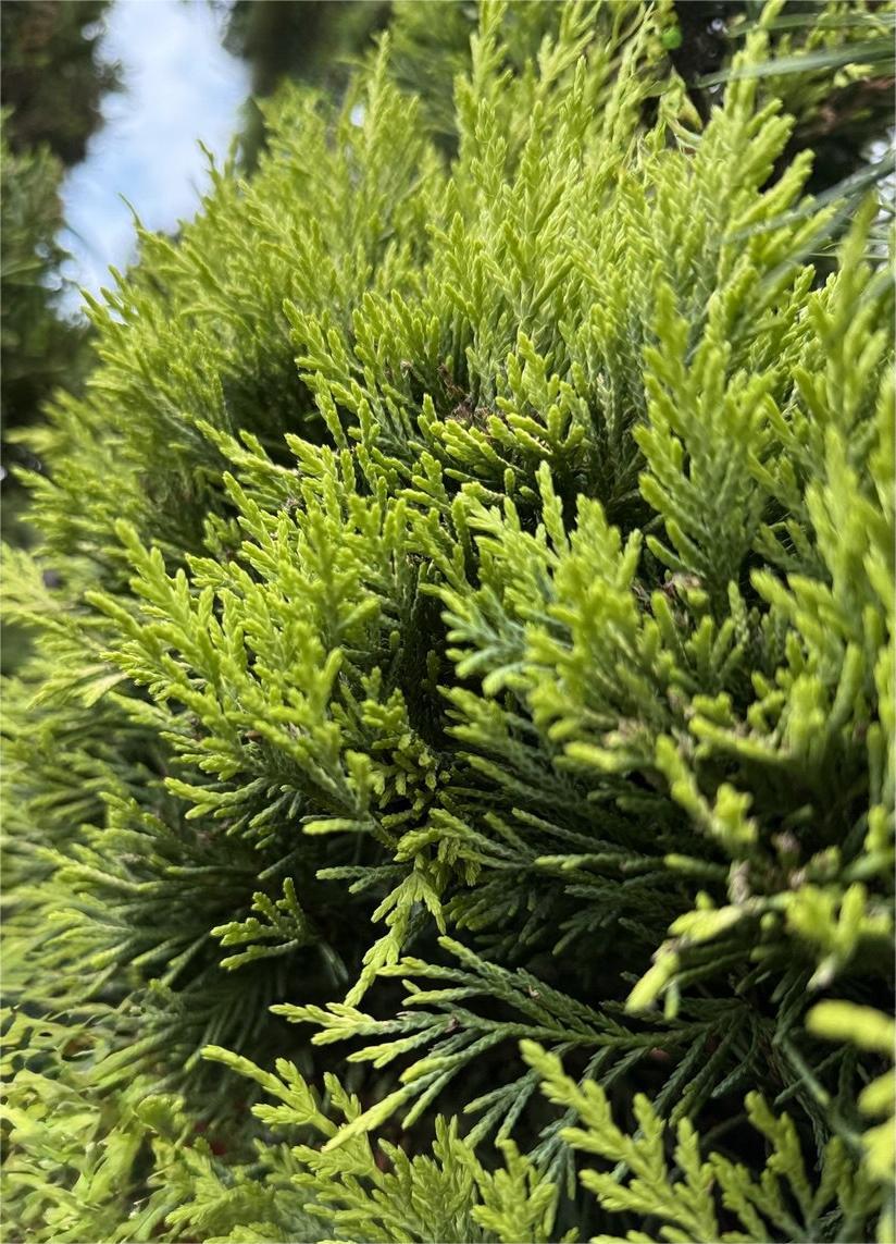 Leylandii aurii glob pe picior