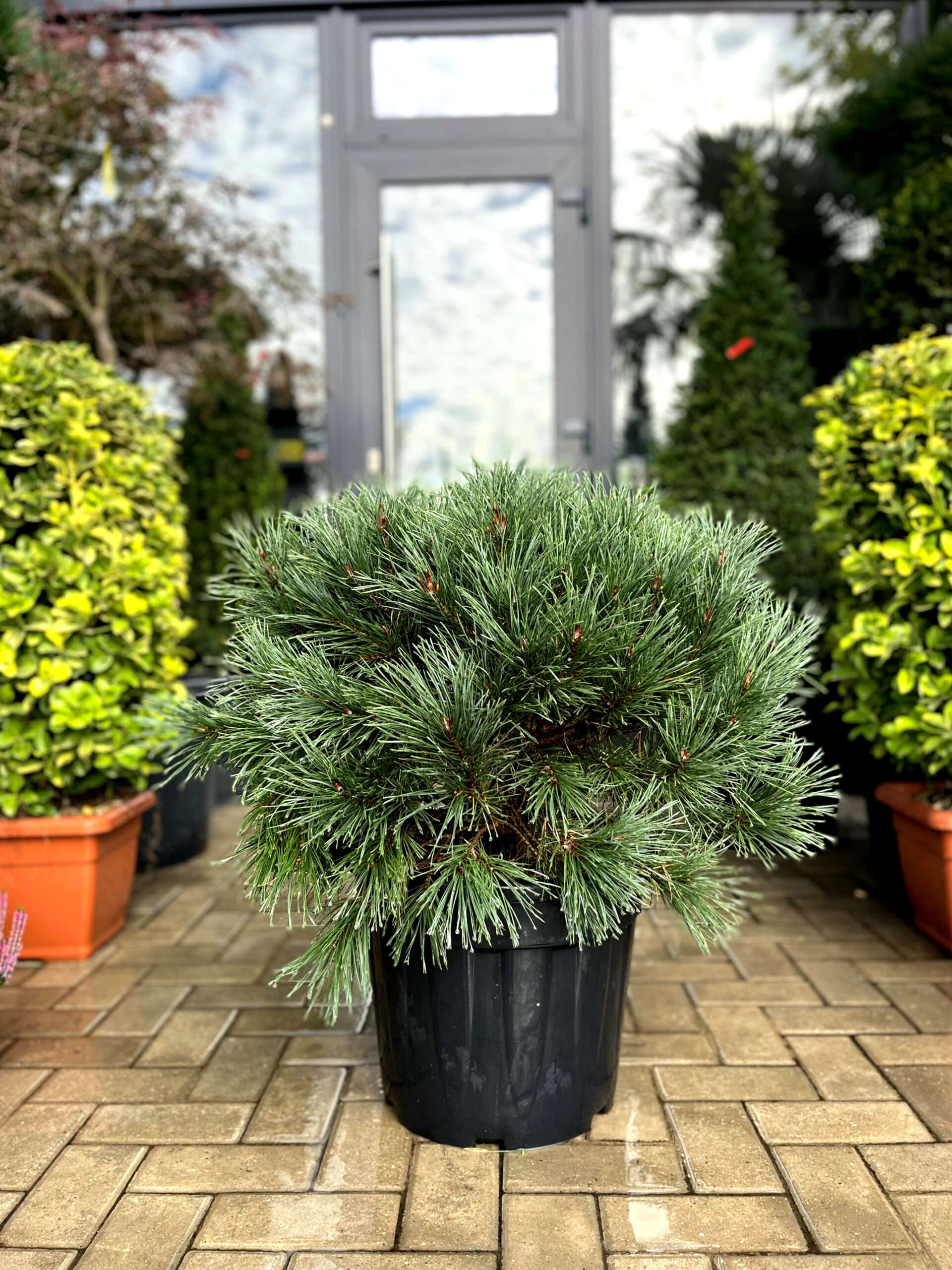 Pin globular Watereri