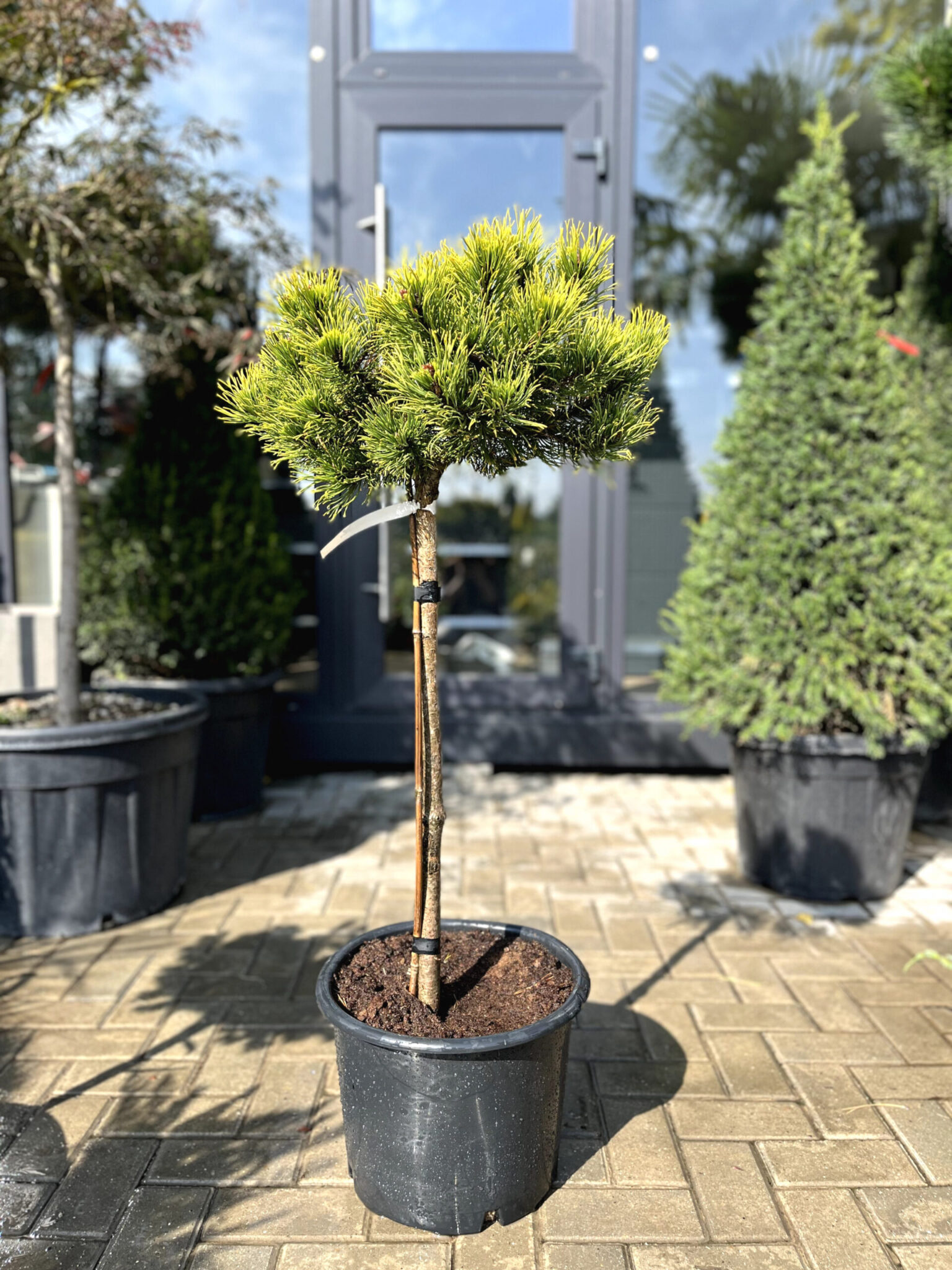 Pin de munte Dezember Gold pe picior