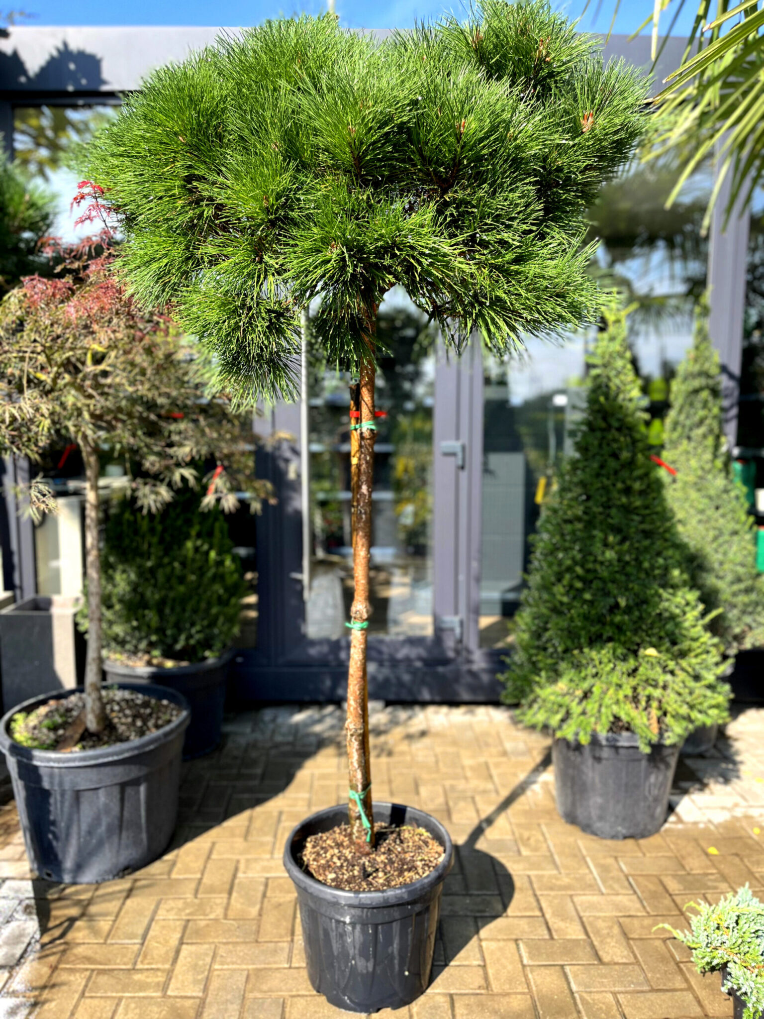 Pin negru Brepo pe picior - imagine 3