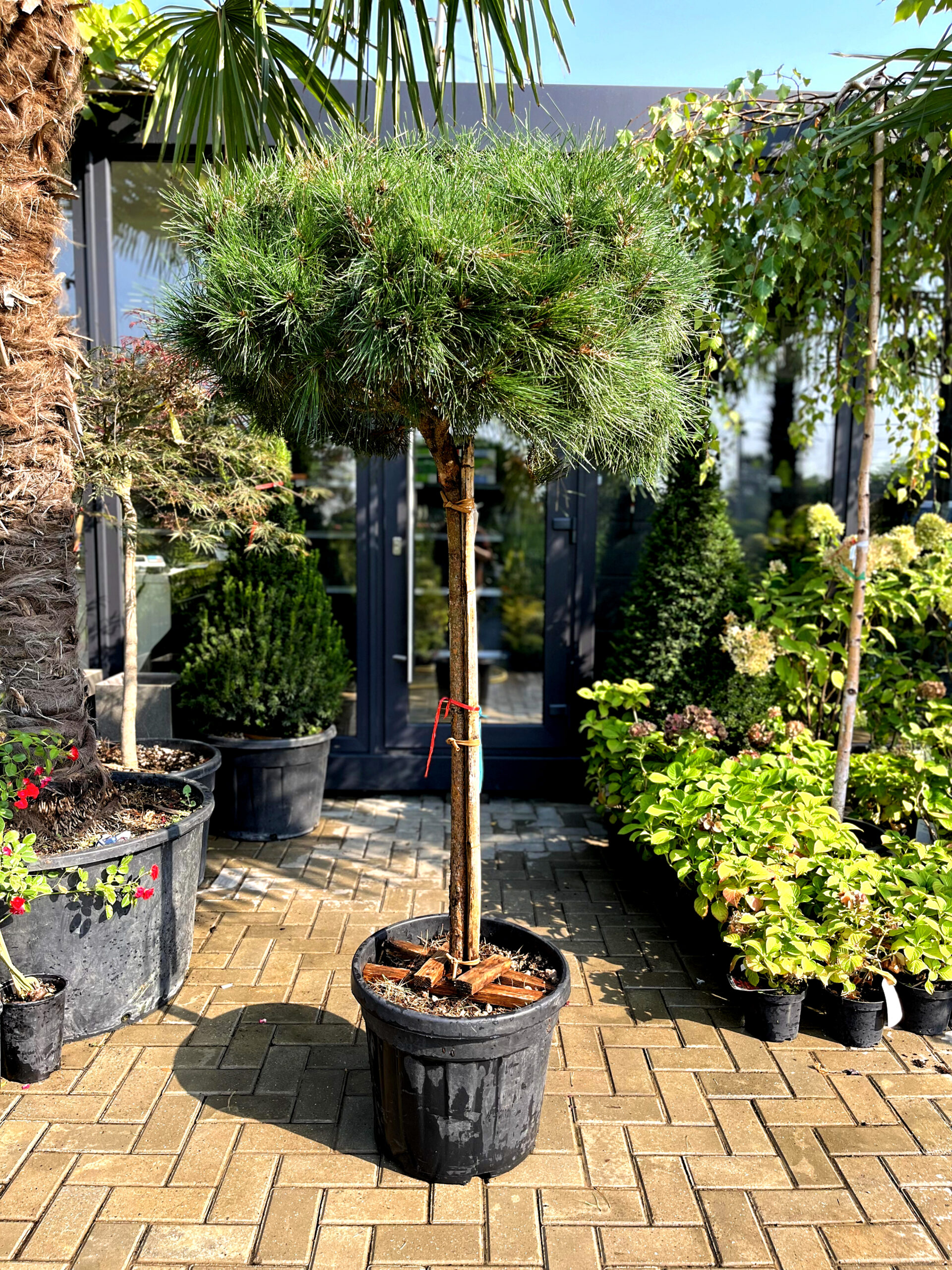 Pin Bambino pe picior