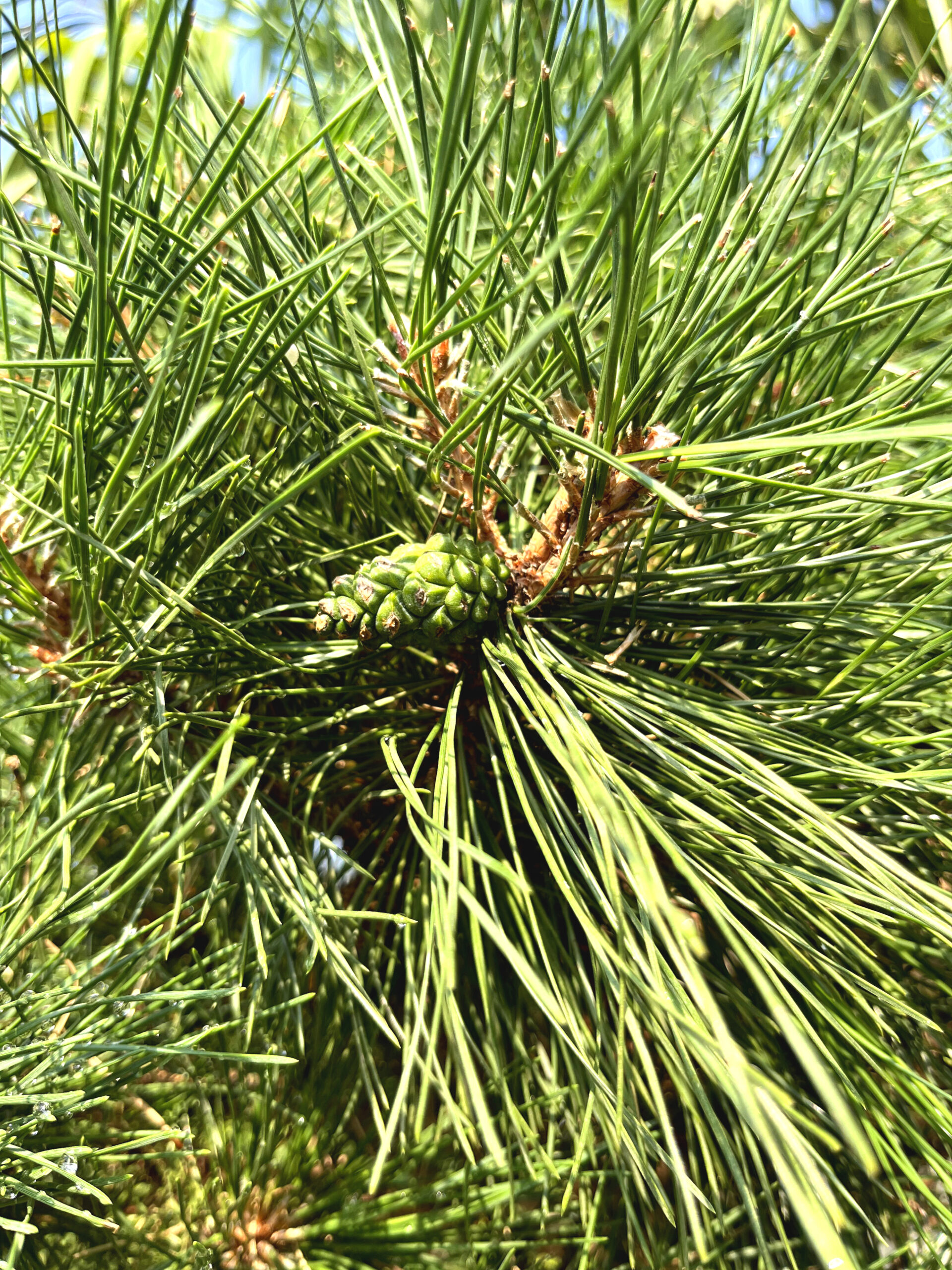 Pin Bambino pe picior