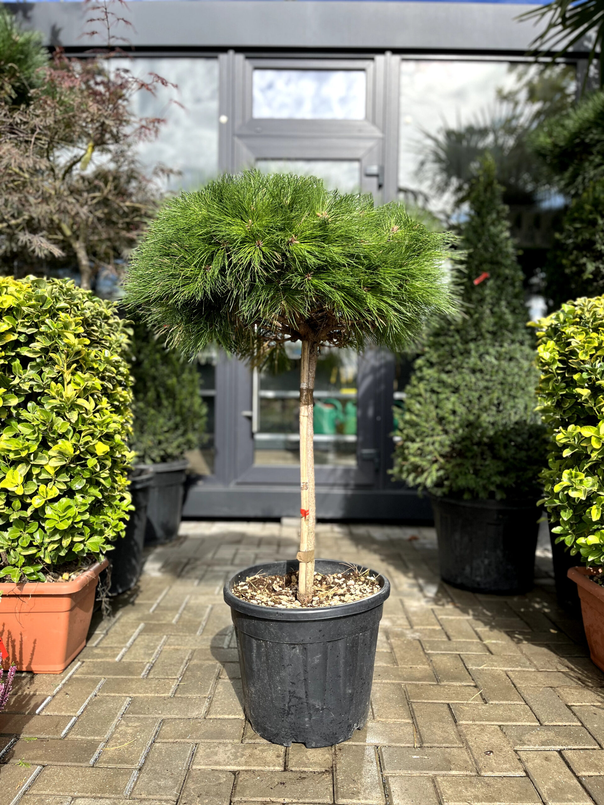 Pin negru Brepo pe picior