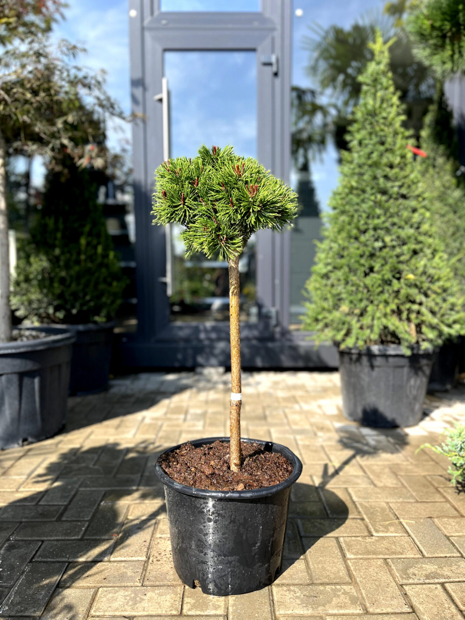 Pin de munte Litomysl pe picior