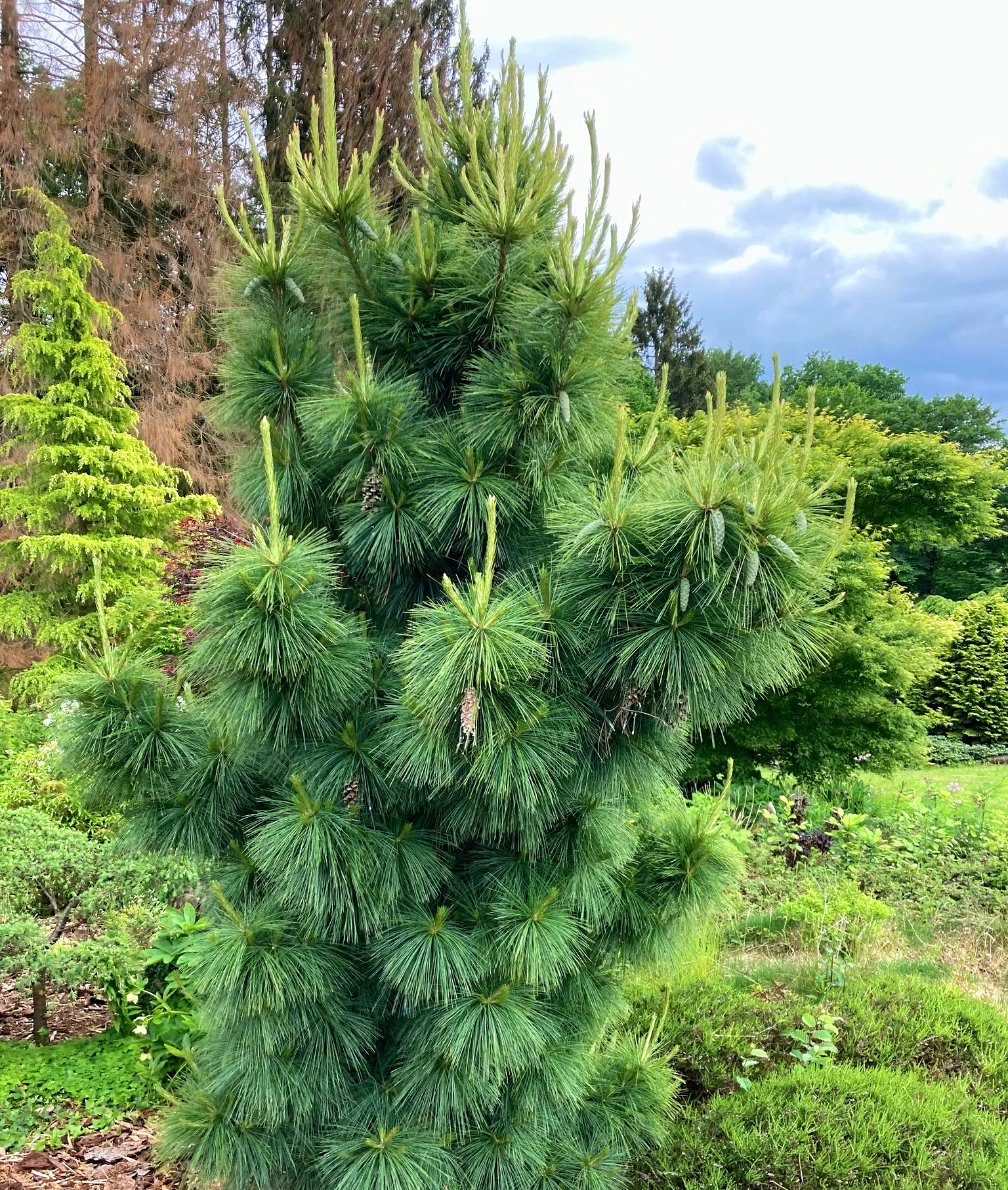 Pin verde-argintiu Wiethorst