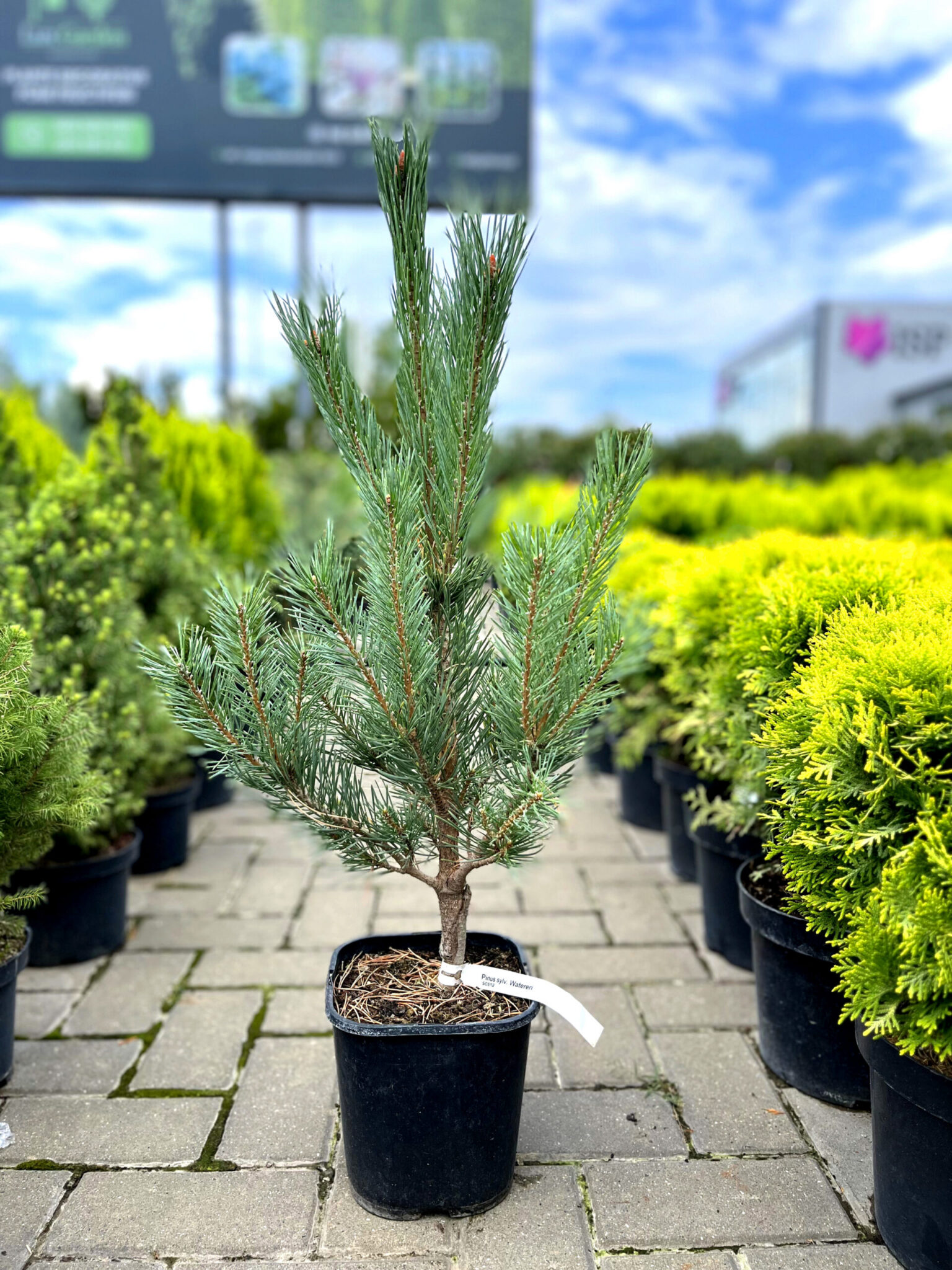 Pin argintiu Watereri