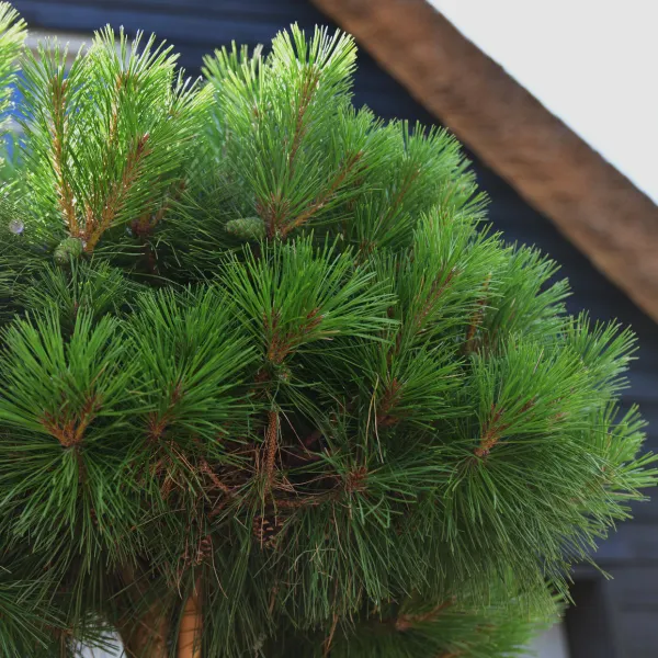 Pin negru Brepo pe picior