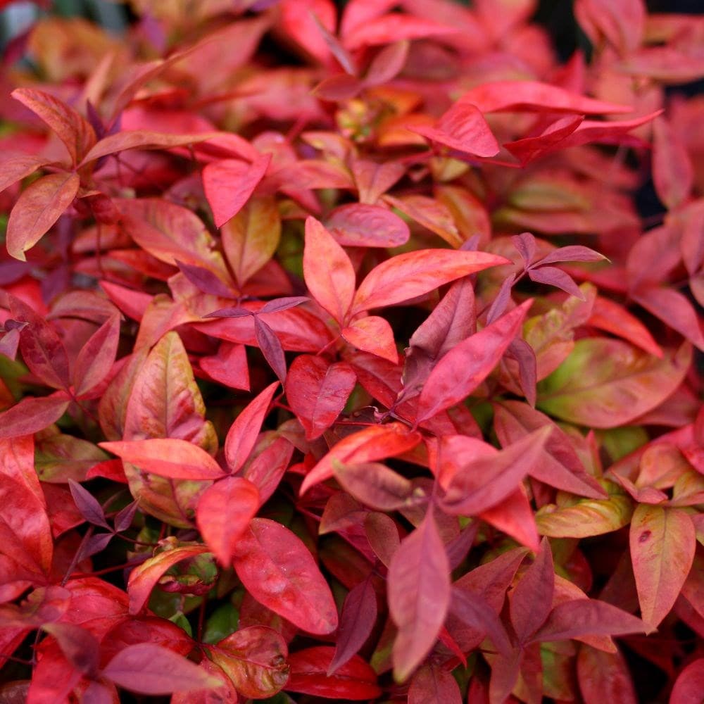Nandina Blush Pink - imagine 3