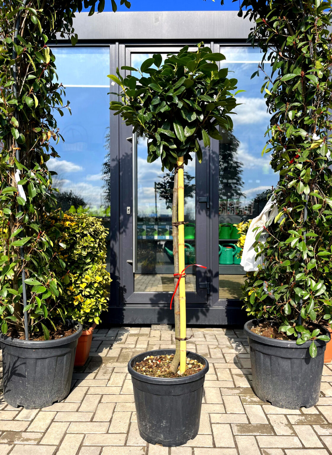 Laur englezesc pe picior