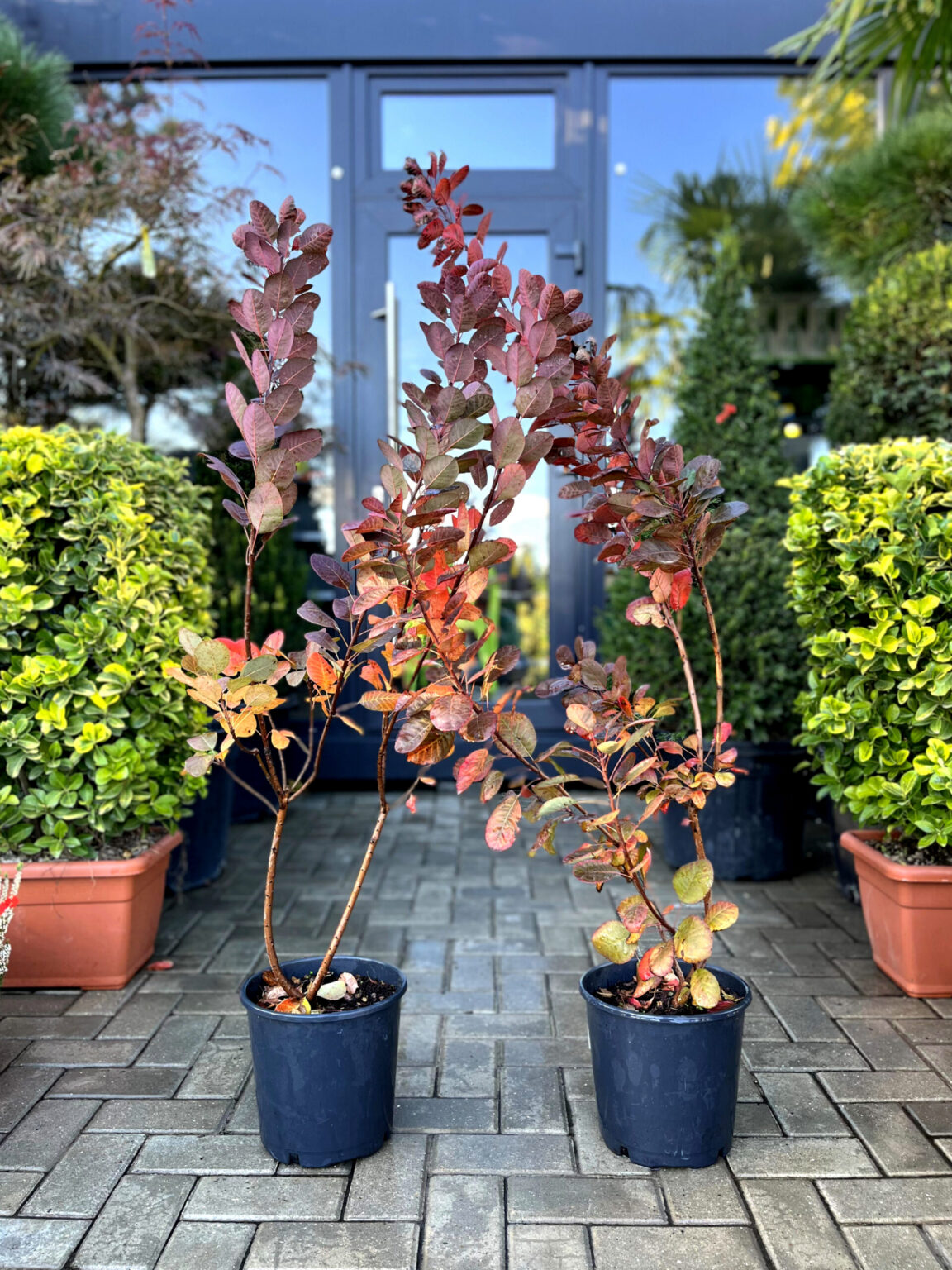 Scumpia Royal Purple