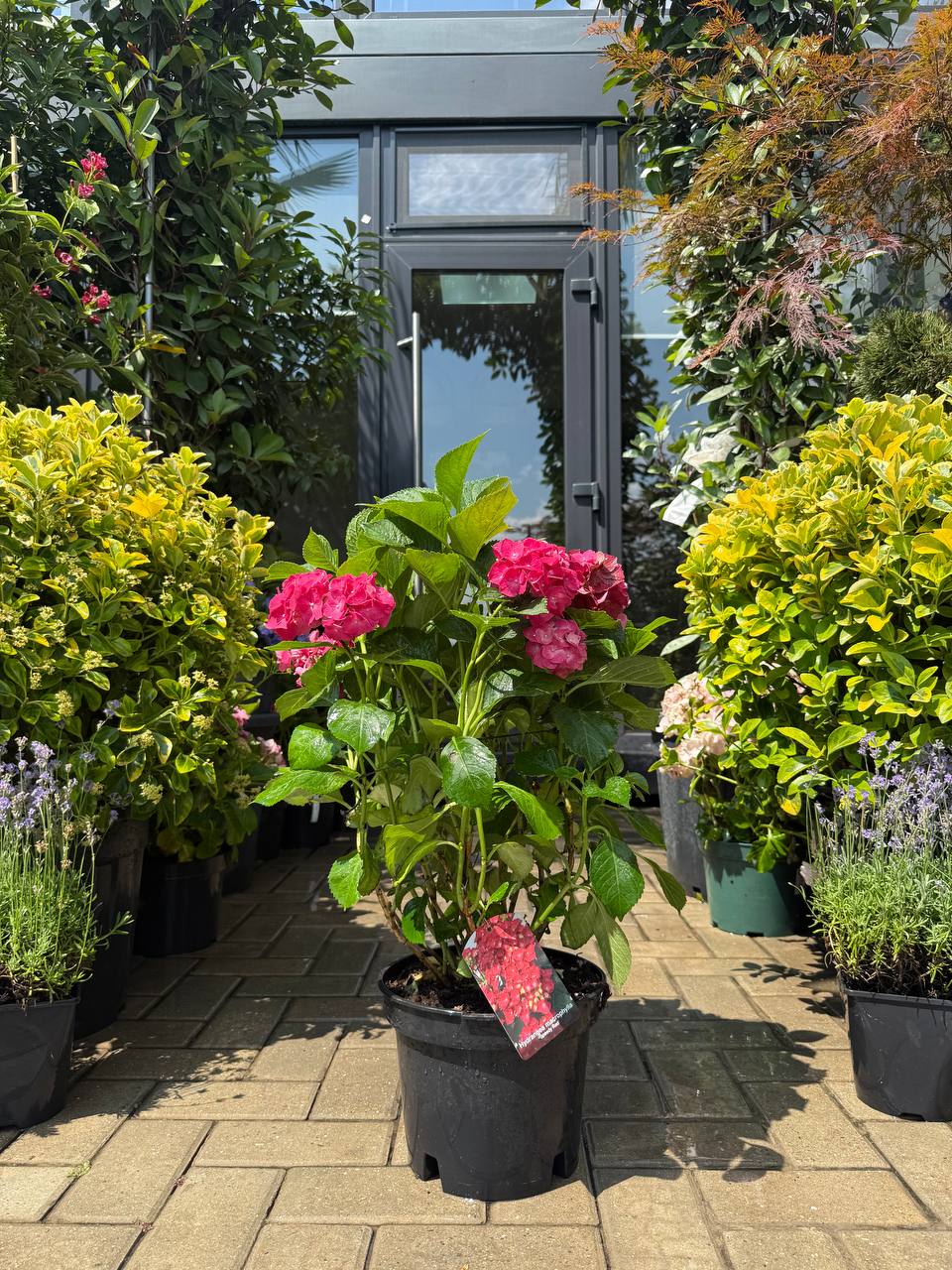 Hortensia Speedy Red