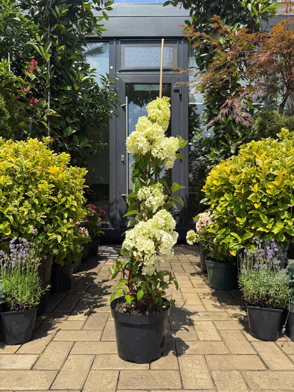 Hortensia Sundae Fraise Rensun