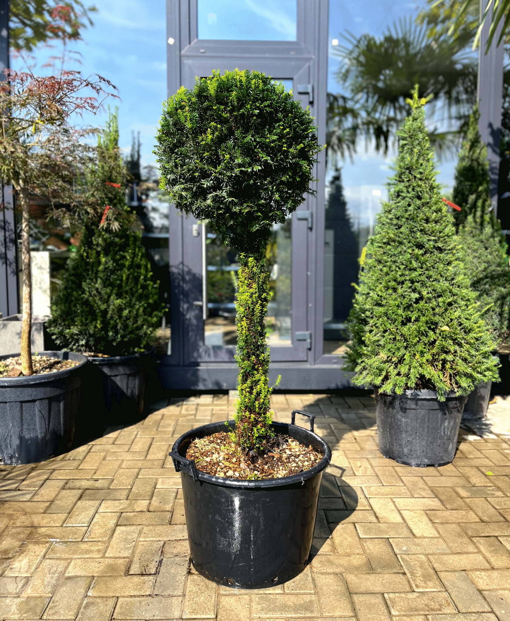 Taxus Baccata pe picior