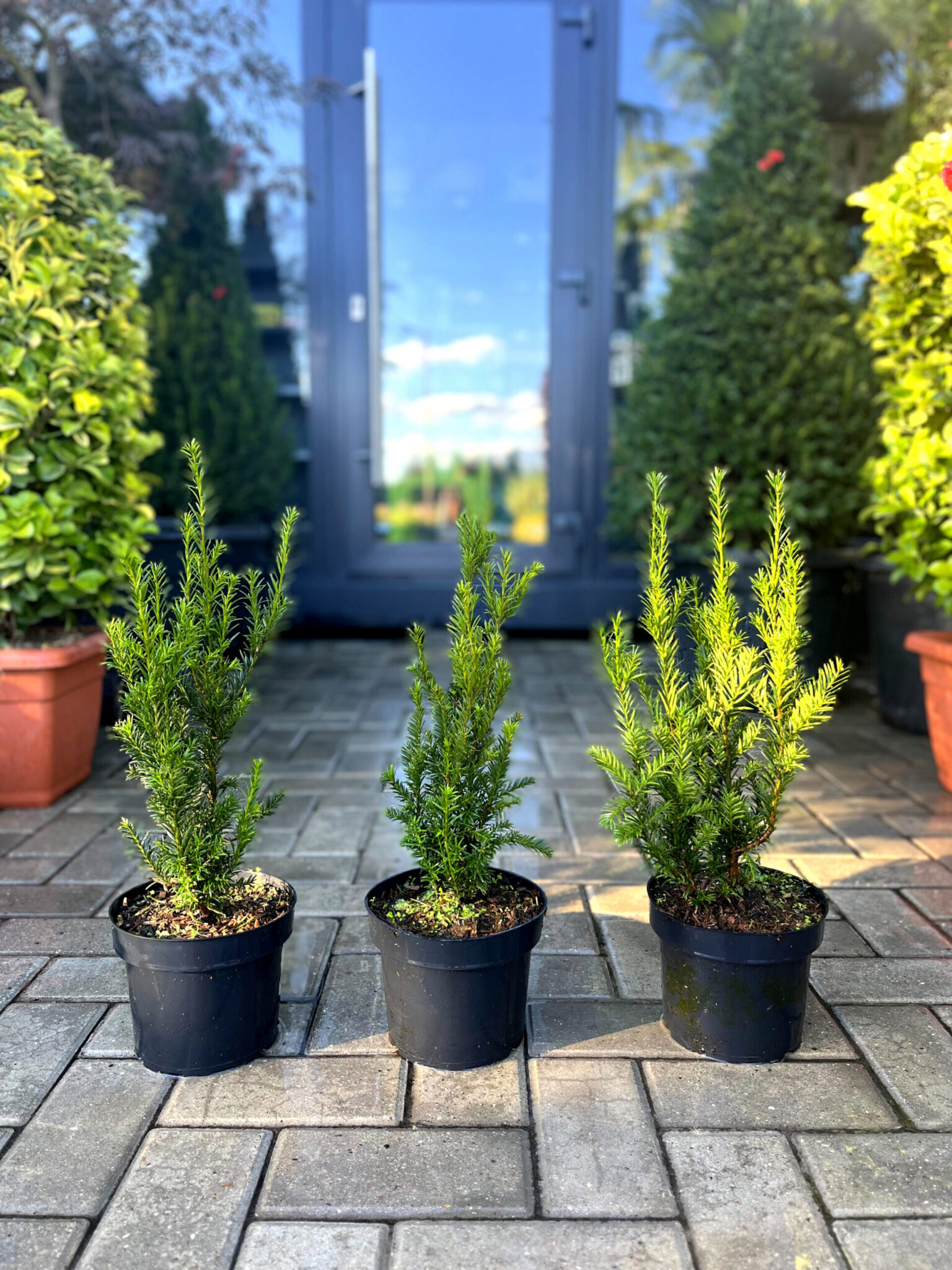 Taxus Groenland