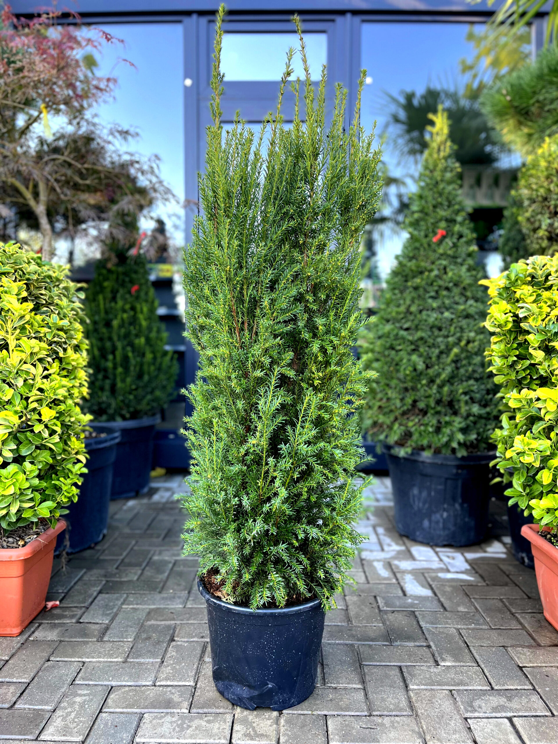 Taxus Media Hilii