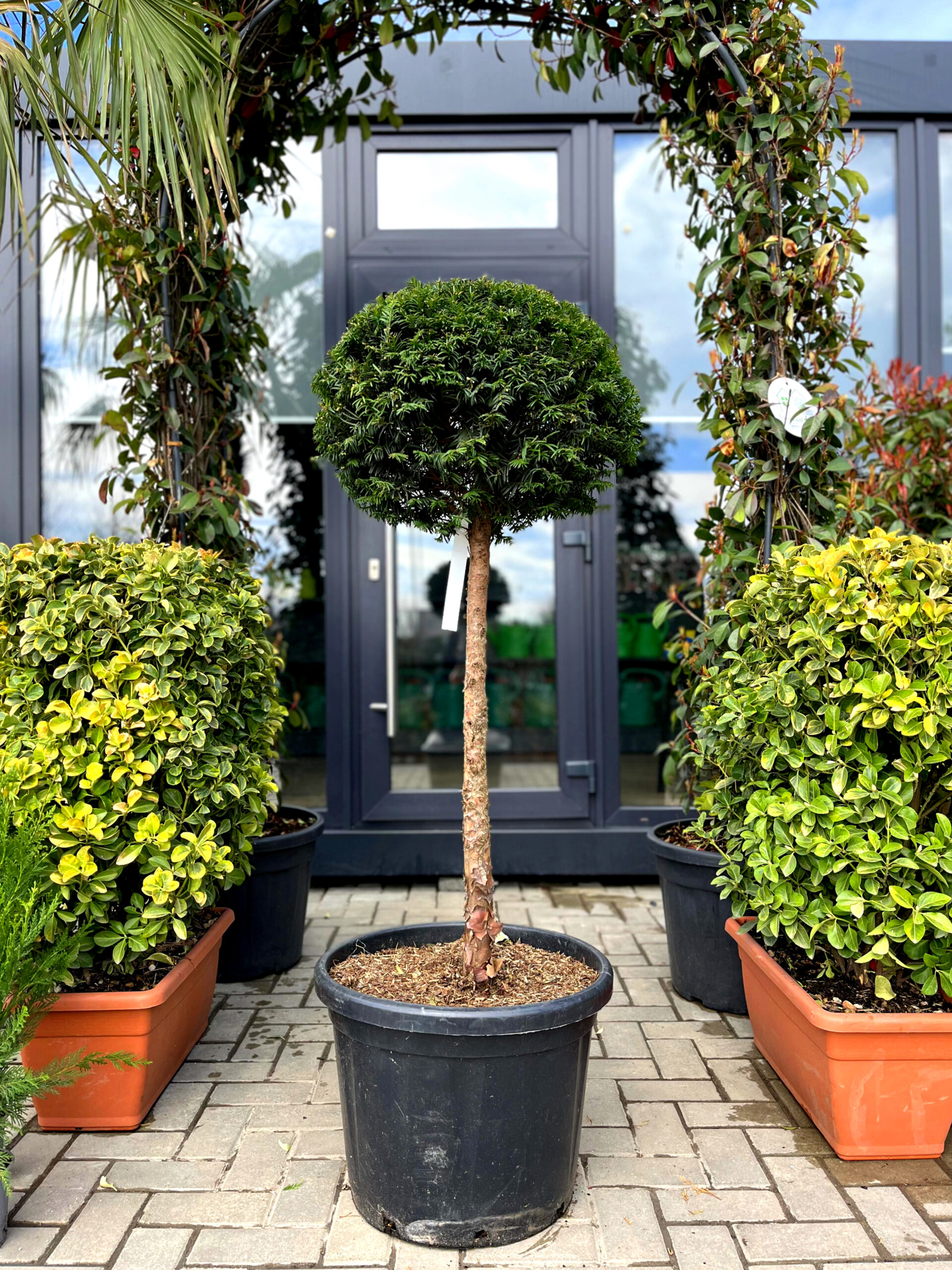 Taxus Baccata pe picior