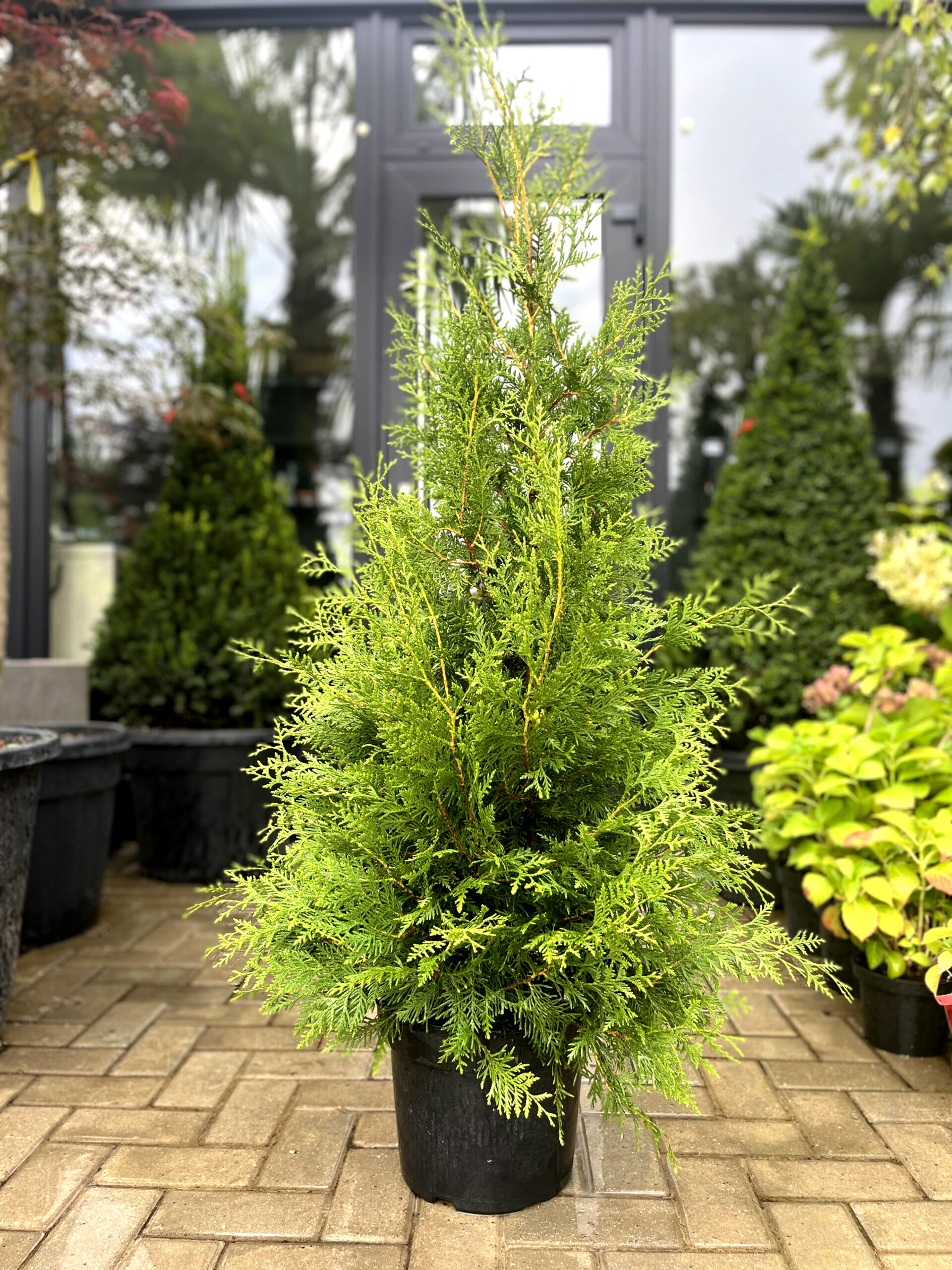 Tuia Brabant - imagine 5