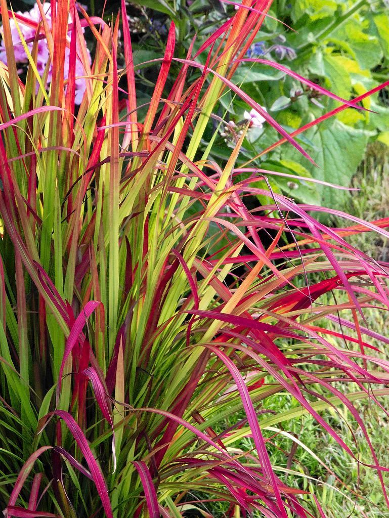 Iarba roșie Red Baron