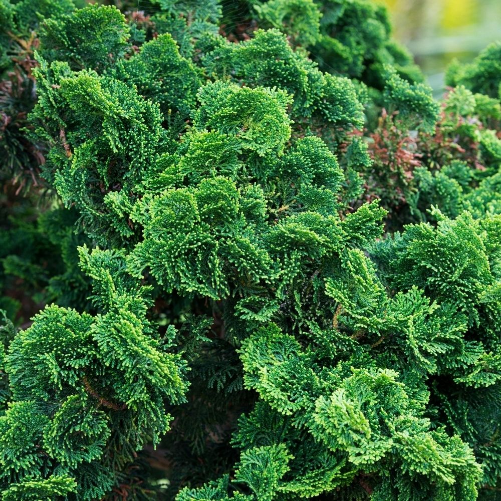 Chiparos Gracilis Nana pe picior