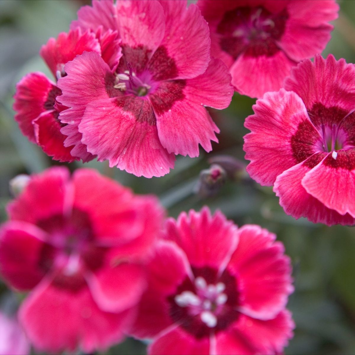 Garoafă Angel of Hope