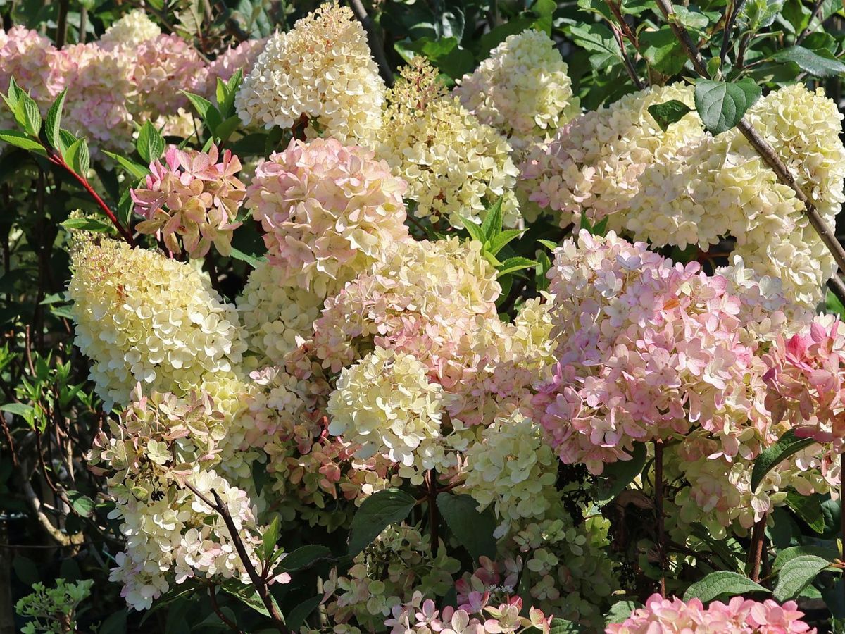 Hortensia Petite Flori Coussine