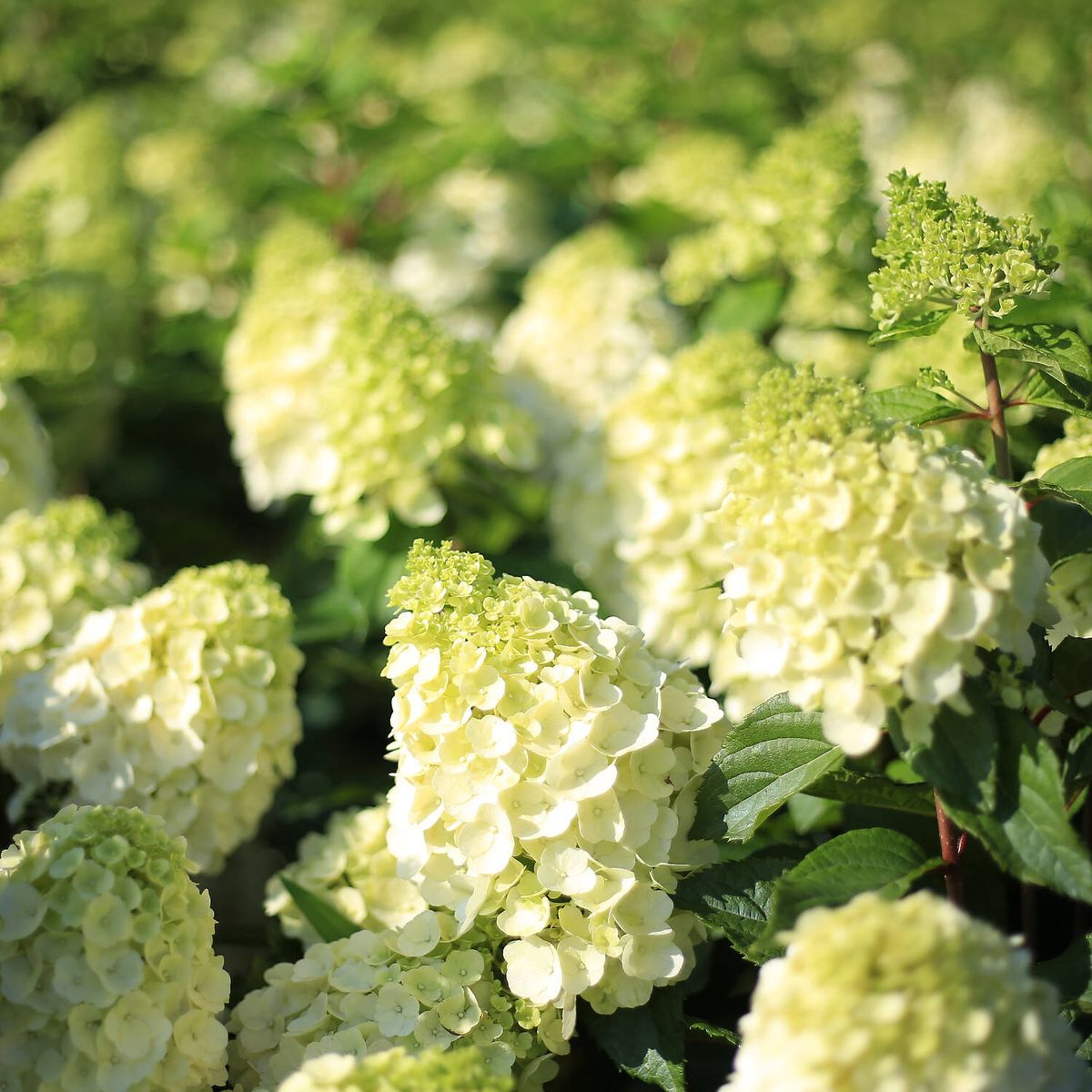 Hortensia Magical Mont Blanc Kolmamon