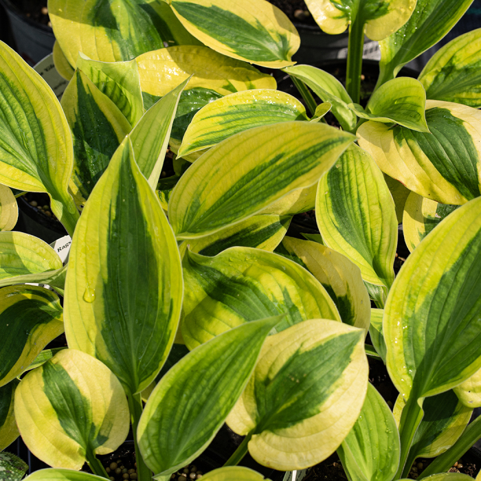 Hosta Glad Rags - imagine 2