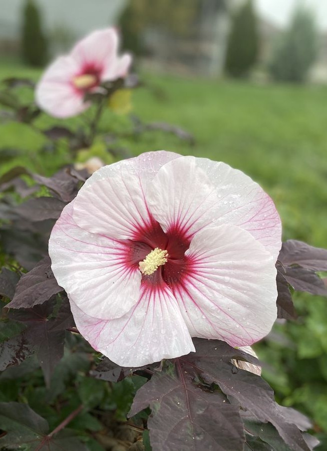 Hibiscus Perfect Storm