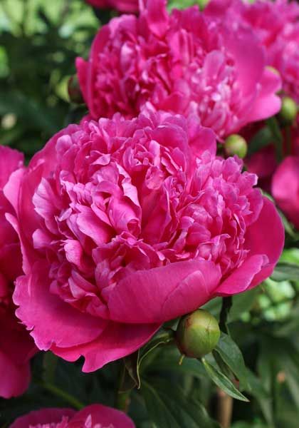Bujor Paeonia lactiflora Victorie de la Mame 