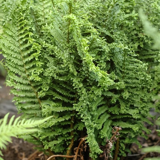 Feriga Crispa-Cristata