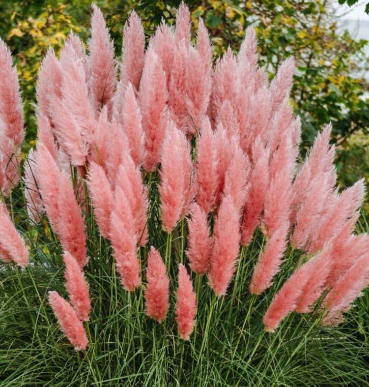 Cortaderia selloana Roz