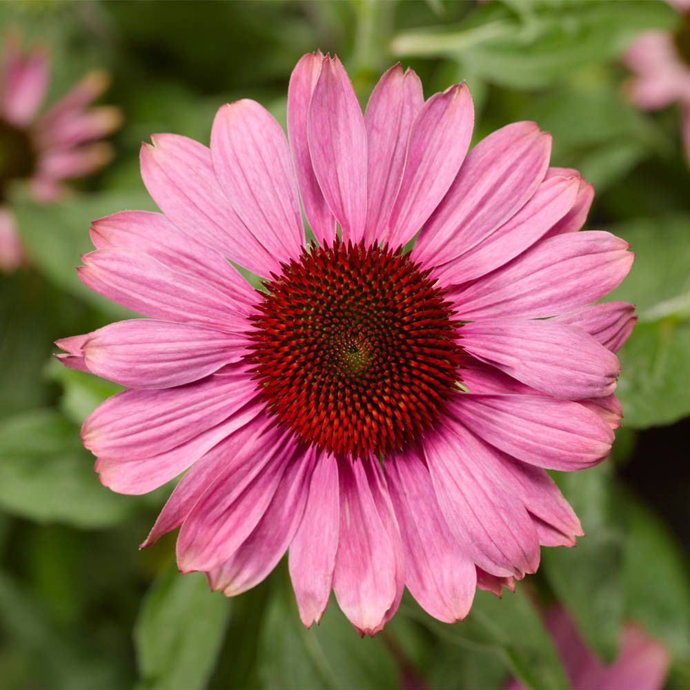 Echinacea Magenta Pearl