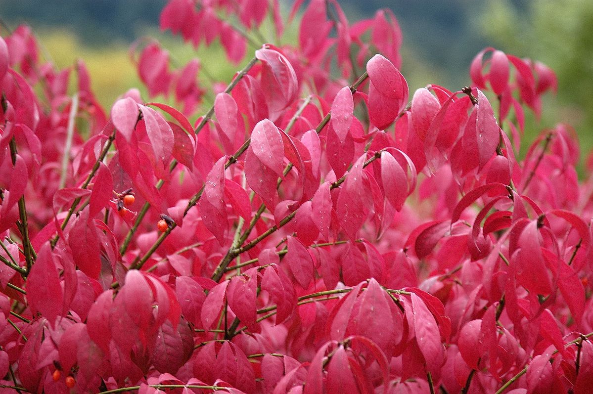 Euonymus Compactus