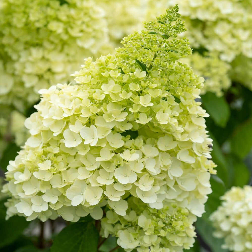 Hortensia Magical Moonlight Kolmagimo