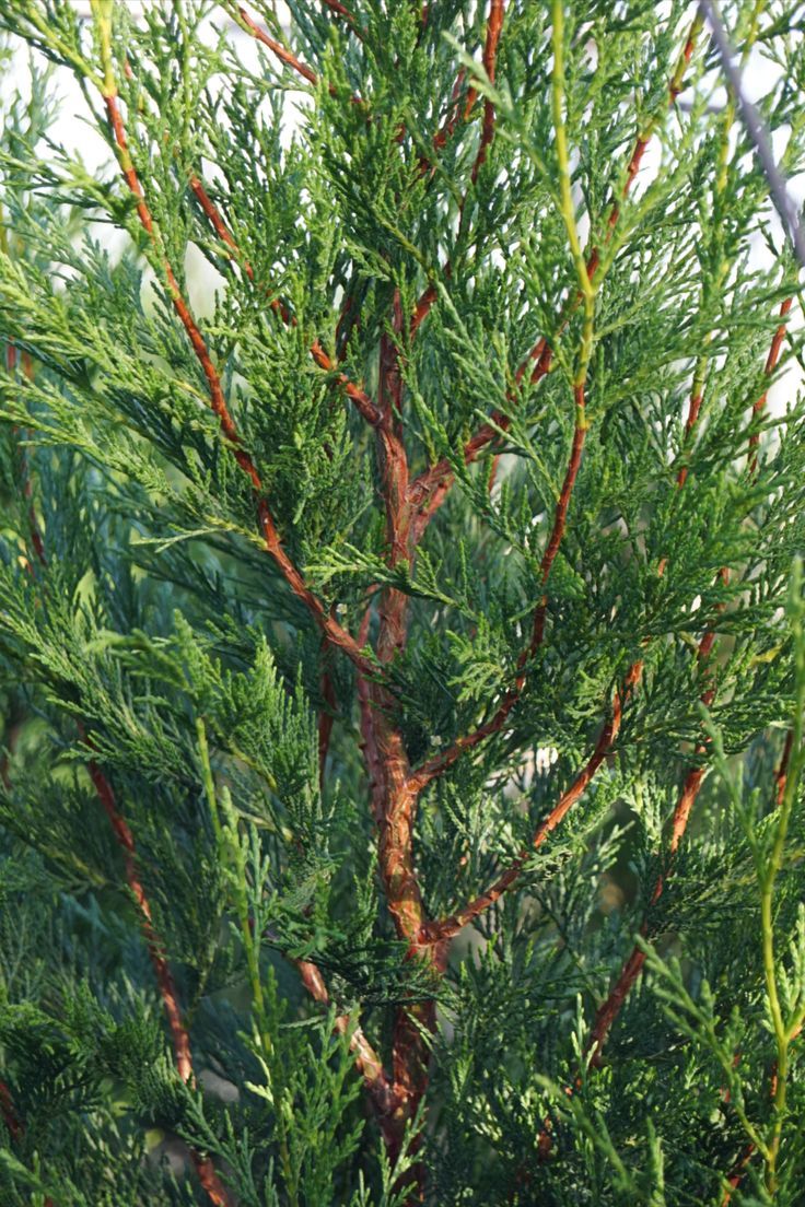 Chiparos Leylandii Tweeduizendeen