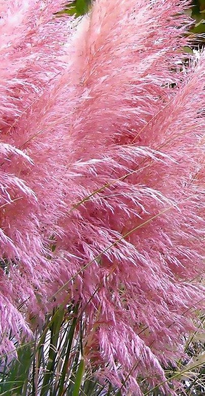 Cortaderia selloana Roz - imagine 3