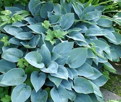 Hosta Blue Angel