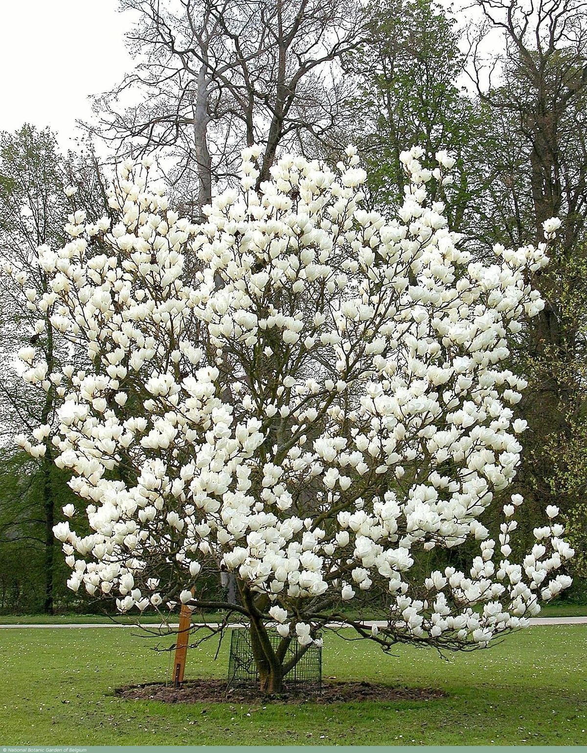 Magnolia Lennei Alba - imagine 3