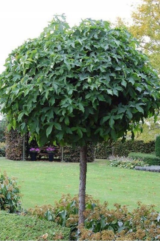 Liquidambar globular Gum Ball - imagine 3