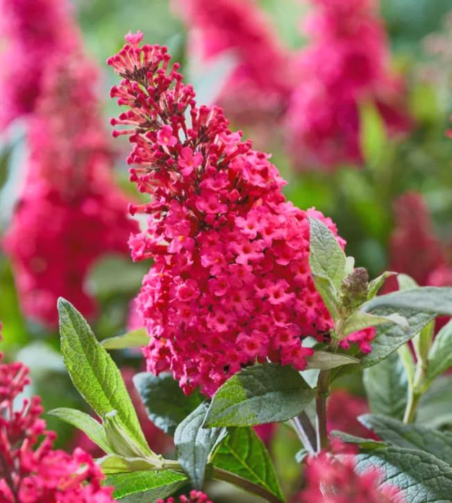 Liliac de vară roșu