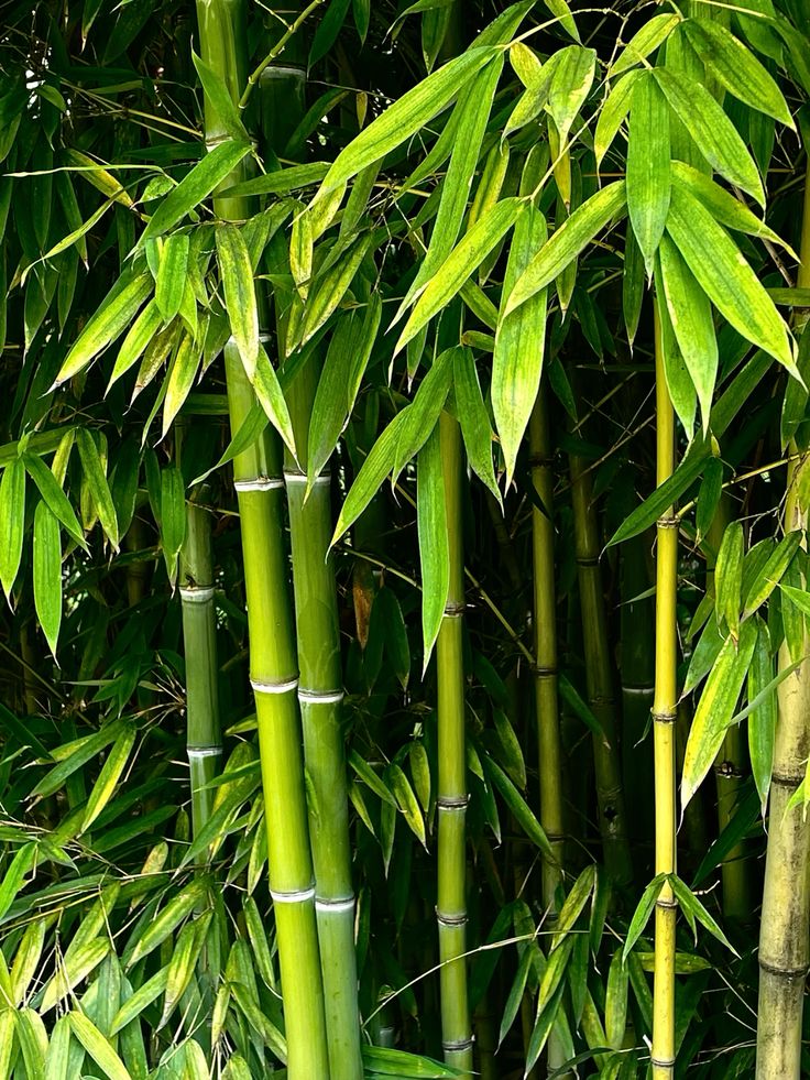 Bambus