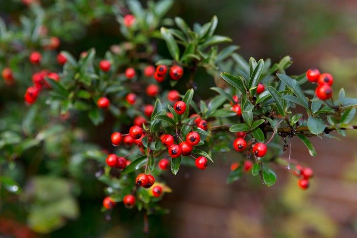 Cotoneaster schneider