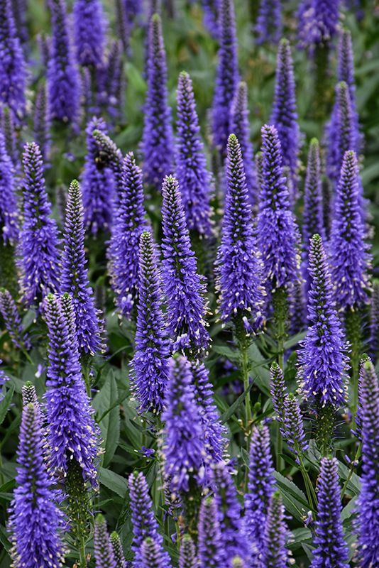 Veronica Nana Blauteppich