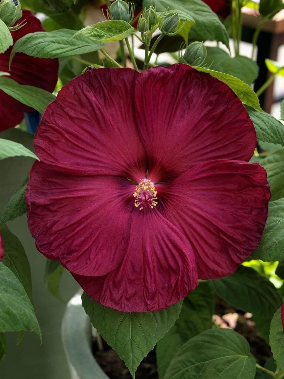 Hibiscus Holy Grail