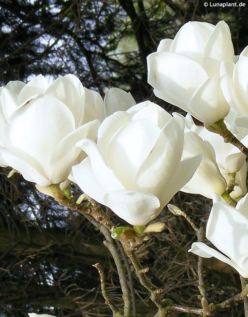 Magnolia Lennei Alba