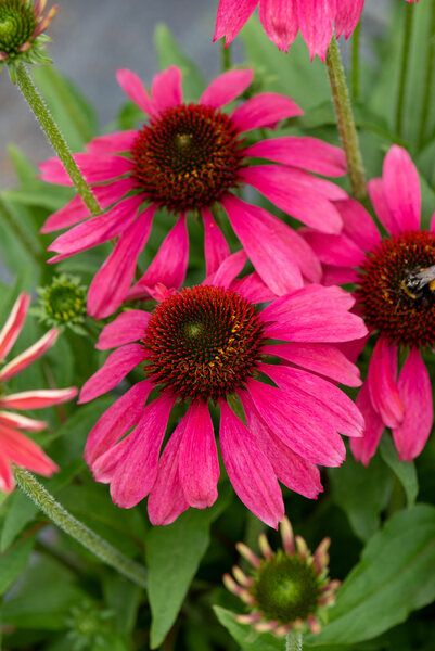 Echinacea Magenta Pearl - imagine 3