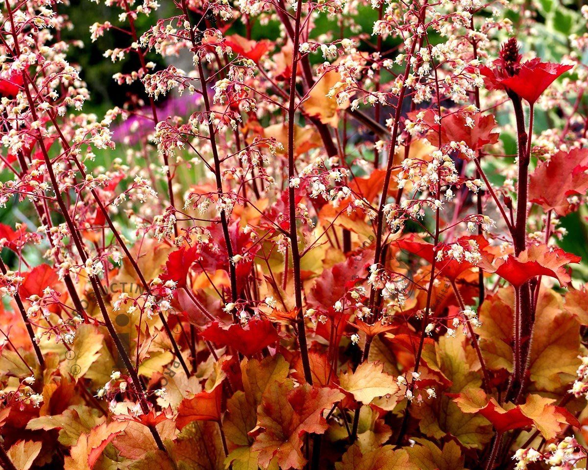 Heucera Marmalade - imagine 3