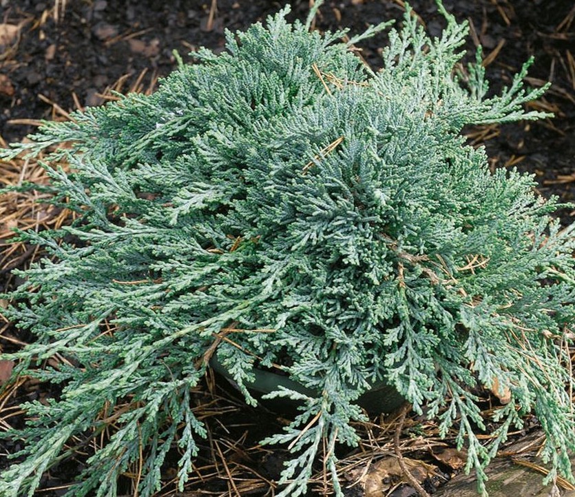 Ienupăr târâtor Ice Blue